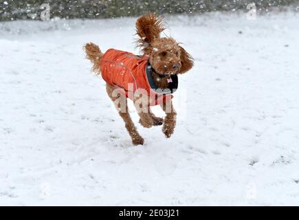 Leicester, Leicestershire, Großbritannien 29. Dezember 2020. Wetter In Großbritannien. Schnee. Spaß im Schnee, da der Bradgate Park in Leicestershire von einer Schneedecke bedeckt ist. Alex Hannam/Alamy Live News Stockfoto