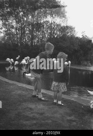 1950er Jahre, historisch, zwei kleine Kinder in Schulblazern, ein Junge und seine jüngere Schwester, die neben einem kleinen See mit Gänsen und Enten standen. Stockfoto