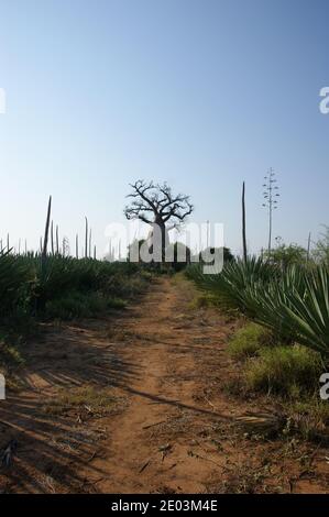 Baobab-Baum am Ende eines roten Erdweges durch eine Sisalplantage in der 'Isle Rouge' - ein Name aufgrund der Farbe des Bodens. Stockfoto