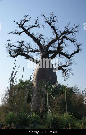 Baobab steht umgeben von Kakteen und bewirtschafteten Sisalpflanzen. Stockfoto