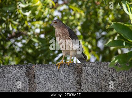 Shikra Vogel sitzt auf einer Wand unter einem Baum Stockfoto