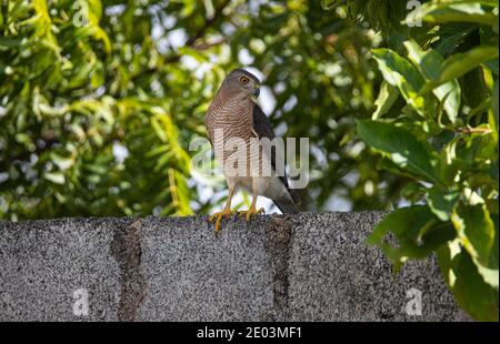 Shikra Vogel sitzt auf einer Wand unter einem Baum Stockfoto