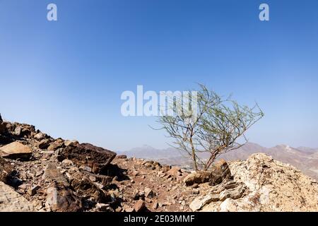 Hajar Mountains Landschaft in Hatta, Vereinigte Arabische Emirate, von einem Wanderweg gesehen, mit kargen Akazienbaum, raues unwirtliches Klima, trocken, felsig Stockfoto