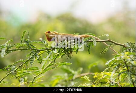 Orientalische Gartenechse in einem Baumzweig Stockfoto