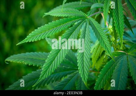 Cannabispflanze aus der Nähe, Marihuana-Busch Stockfoto