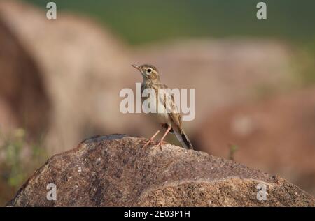 Paddyfield Pipit steht auf einem Felsen Stockfoto