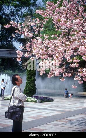 Der Mann bewundert die Blüte, Kirschblütensaison, Tokio, Japan, Mai 1998 Stockfoto