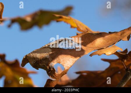 Eichenblätter mit den schönsten Herbstfarben im Sonnenschein. Stockfoto