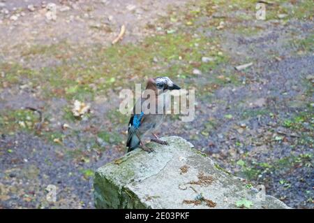 vogelhäher mit blauen, roten, grauen, schwarzen und weißen Federn sitzt im Park an einem sonnigen Frühlingstag Stockfoto