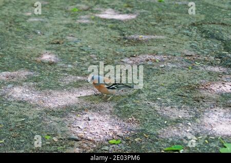 Buchfinkenvogel mit blauen, roten, grauen, schwarzen und weißen Federn sitzt im Park an einem sommerlichen sonnigen Tag Stockfoto