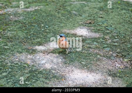 Buchfinkenvogel mit blauen, roten, grauen, schwarzen und weißen Federn sitzt im Park an einem sommerlichen sonnigen Tag Stockfoto