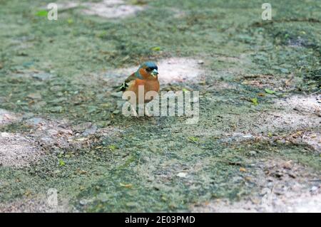 Buchfinkenvogel mit blauen, roten, grauen, schwarzen und weißen Federn sitzt im Park an einem sommerlichen sonnigen Tag Stockfoto