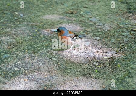 Buchfinkenvogel mit blauen, roten, grauen, schwarzen und weißen Federn sitzt im Park an einem sommerlichen sonnigen Tag Stockfoto