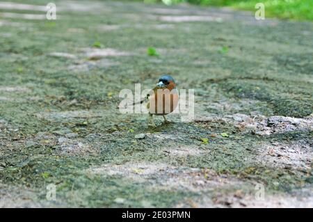 Buchfinkenvogel mit blauen, roten, grauen, schwarzen und weißen Federn sitzt im Park an einem sommerlichen sonnigen Tag Stockfoto