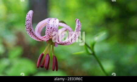 Wilde Lilie mit zarten rosa-lila Blütenblättern auf einem Zweig mit Grüne Blätter in einer Lichtung im Wald Stockfoto