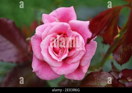 Blüten und Rosenknospen mit zartem Rosa, Weiß und Gelb auf einem Ast mit grünen Blättern an einem Busch an einem sonnigen Tag Stockfoto