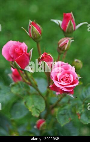 Blüten und Rosenknospen mit zartem Rosa, Weiß und Gelb auf einem Ast mit grünen Blättern an einem Busch an einem sonnigen Tag Stockfoto