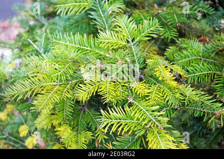 Kiefer Knospen auf einem Zweig mit langen grünen Nadeln auf Ein Baum an einem sonnigen Frühlingstag Stockfoto