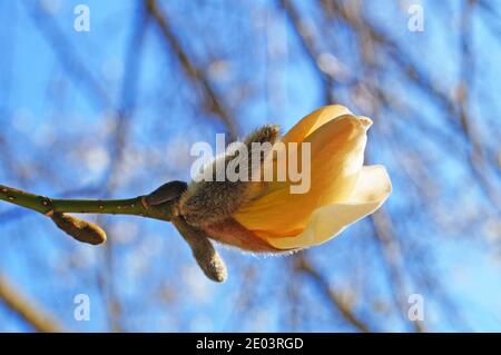 Magnolienzweig mit Knospen und Blüten mit zarten weißen, gelben und rosa Blütenblättern an einem Frühlingstag Stockfoto