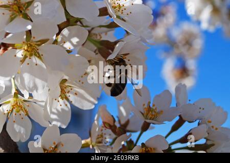 Eine Biene sammelt Pollen auf Kirschblüten mit zartem Weiß Blütenblätter auf einem Zweig mit grünen Blättern Stockfoto