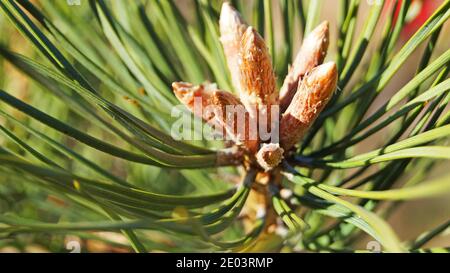 Kiefer Knospen auf einem Zweig mit langen grünen Nadeln auf Ein Baum an einem sonnigen Frühlingstag Stockfoto