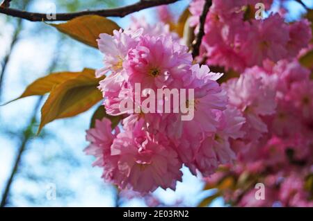 Sakura Zweig mit schönen rosa Blüten mit zarten Blütenblättern und Grüne Blätter im Park an einem sonnigen Frühlingstag Stockfoto