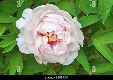 Pfingstrosen und Knospen mit zarten rosa und weißen Blütenblättern Auf einem Busch mit grünen Blättern an einem Frühlingstag Stockfoto