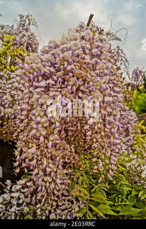 Wisteria Busch mit schönen blühenden Trauben mit lila Blüten und Grüne Blätter an einem Frühlingstag Stockfoto