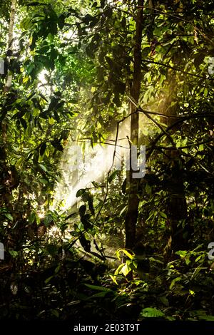 Sonne scheint durch Bäume im Regenwald von Sabah, Malaysia Stockfoto