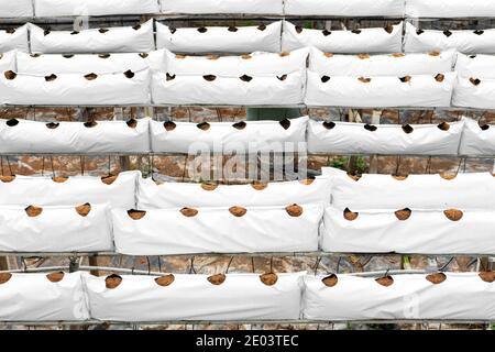 Moderne Industrieanlage wachsenden Bauernhof. Gewächshaus mit automatischer Bewässerung. Vorbereitung für die Pflanzung. Stockfoto