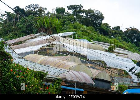 Dächer von industriellen Gewächshäusern für den Anbau von Erdbeeren unter grünen Bäumen in einer Bergfarm. Stockfoto