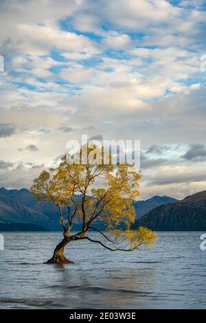 Einteiliger Baum in Roys Bay am Wanaka Lake gegen bewölkten Himmel, Wanaka, Queenstown-Lakes District, Otago Region, South Island, Neuseeland Stockfoto