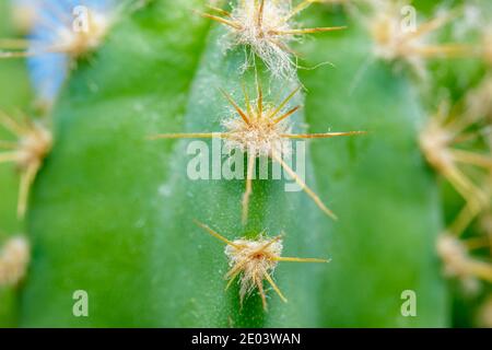 Makro von Kaktusdornen. Die dünnen, steifen nadelartigen Spitzen von Kakteen sind eigentlich modifizierte Blätter. Stockfoto