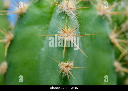 Makro von Kaktusdornen. Die dünnen, steifen nadelartigen Spitzen von Kakteen sind eigentlich modifizierte Blätter. Stockfoto