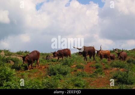 Bos taurus africanus Watusi Rinder gehen in einer Linie an Naturpark Cabárceno Cantabria Spanien Stockfoto