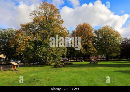 Herbst Kastanienbäume auf dem Dorf grün, Ashton Dorf, Northamptonshire County, England; Großbritannien Stockfoto
