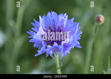 Kornblume Stockfoto