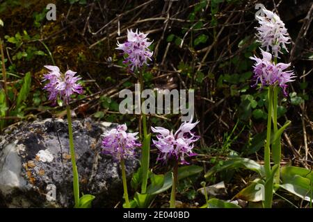 Lila-weiße Blüten von Orchis simia, der Affenorchidee, frühlingsblühende Orchidee des Mittelmeers, natürlicher Lebensraum auf Zypern Stockfoto