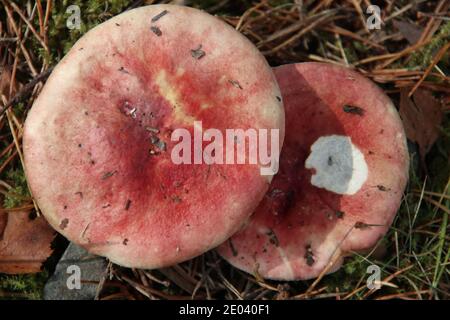 Täubling rosea, Rosy Brittlegill Pilz Stockfoto