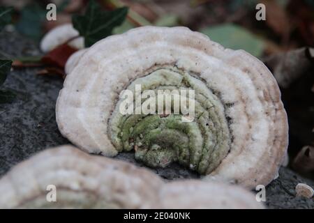 Haarige Halterung Pilz Trametes hirsuta Stockfoto