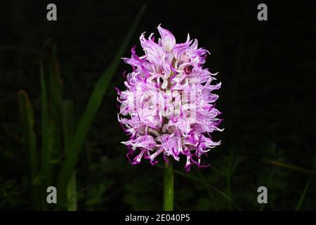 Lila-weiße Blume von Orchis simia, der Affenorchidee, frühlingsblühende Orchidee des Mittelmeers, in natürlichem Lebensraum auf Kreta, Nahaufnahme mit Schwarz Stockfoto