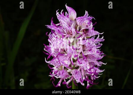 Lila-weiße Blume von Orchis simia, der Affenorchidee, frühlingsblühende Orchidee des Mittelmeers, in natürlichem Lebensraum auf Kreta, Nahaufnahme mit Schwarz Stockfoto