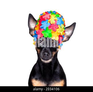 prag Ratter Hund unter der Dusche mit Kappe, in der Badewanne, Waschen und Reinigen mit Schwamm Stockfoto