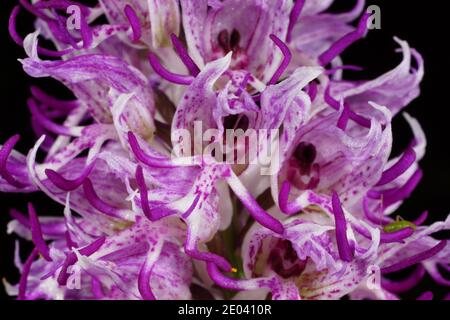 Lila-weiße Blume von Orchis simia, der Affenorchidee, frühlingsblühende Orchidee des Mittelmeers, in natürlichem Lebensraum auf Kreta, Nahaufnahme mit Schwarz Stockfoto