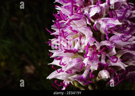 Lila-weiße Blume von Orchis simia, der Affenorchidee, frühlingsblühende Orchidee des Mittelmeers, in natürlichem Lebensraum auf Kreta, Nahaufnahme mit Schwarz Stockfoto