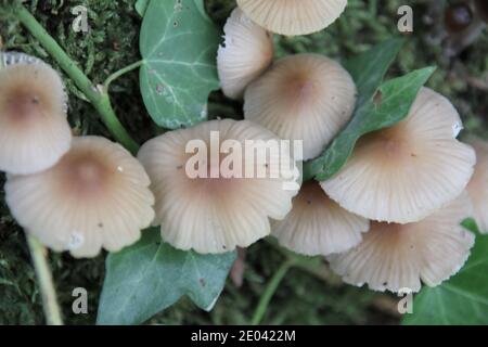 Gewöhnlicher Haubenpilz, Mycena galericulata Stockfoto