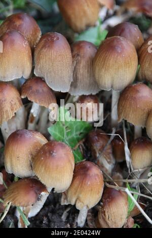 Glitzernder Tintenkappenpilz, Coprinellus micaceus Stockfoto