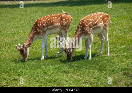 Damwild oder Dama dama im Zoo von Lyon. Tete d'Or, Lyon, Frankreich, Europa Stockfoto