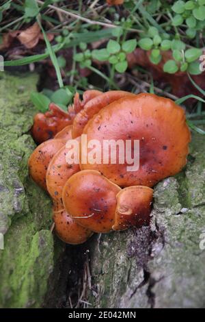 Samtschenkelpilz, Flammulina velutipes Stockfoto
