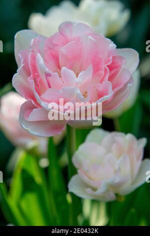 TULIPA 'ANGELIQUE' NUR RECHTE FÜR GROSSBRITANNIEN UND IRLAND - ANDERE RECHTE WENDEN SIE SICH AN EWASTOCK.COM Stockfoto